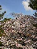 阪急沿線の桜