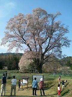 千鳥別尺桜