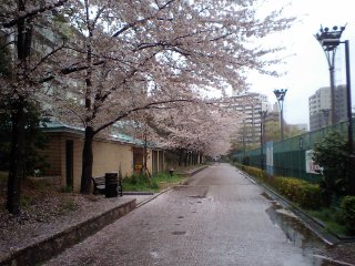 雨の桜並木(靭公園)