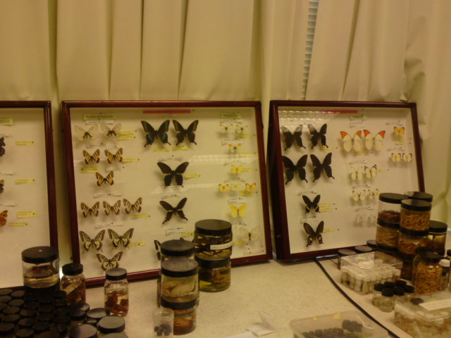 蝶の標本1