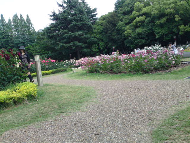 靫公園のバラ園